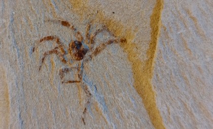 Remarkably Intact Jurassic Spider Fossil Discovered in China Reveals Ancient Secrets