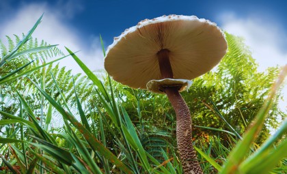 Oregon’s Giant Fungus: The Largest Living Organism Silently Consuming Forests