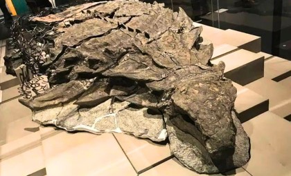 Remarkable 110-Million-Year-Old Dinosaur “Mummy” Discovered in Canada With Preserved Skin and Organs