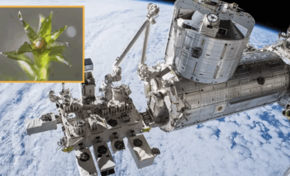 Space-Tested Moss Shows Remarkable Resilience: Could It Support Life Beyond Earth?