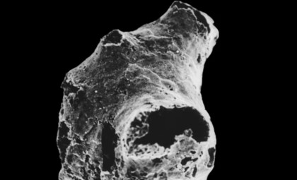 Meet Otavia antiqua: Earth’s Most Ancient Animal Survivor