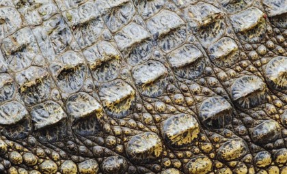 Ancient Skin Fossil Dating Back 290 Million Years Discovered in Oklahoma Cave