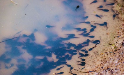 Discovery of the Largest Ancient Tadpole Fossil Shifts Amphibian History