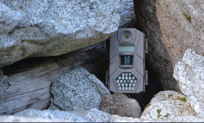 A Decade Inside a Bear Den: Rare Wildlife Moments Captured Uninterrupted