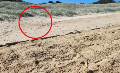Unexpected Discovery Unfolds from Tiny Tracks on an Australian Beach