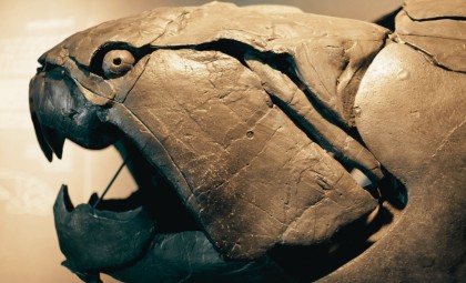 Uncovering Dunkleosteus: Cleveland’s Devonian Predator with Bone Blade Jaws