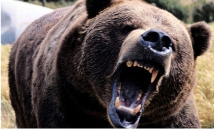 Discovering North America’s Enormous Short-Faced Bear: Twice the Size of Today’s Giants
