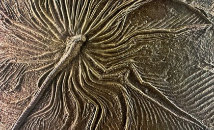 Ancient Fossil Sheds Light on Origins of Coffee and Potato Plants