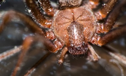 Inside a Kansas Home Filled with 2,000 Brown Recluse Spiders: Experts Reveal Unexpected Findings
