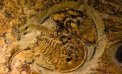 Remarkable 3D Trilobite Fossils Reveal Soft Tissue Details After 500 Million Years