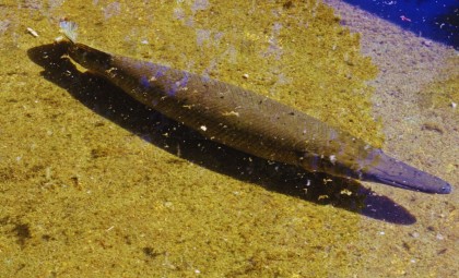 Ancient Cuban Fish Faces Extinction Threat Amid Environmental Challenges