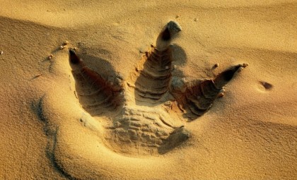 Researchers Discover Immense Titanosaur Footprint in the Gobi Desert