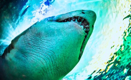 Unearthing Two Ancient Sharks Preserved for Over 300 Million Years in America’s Longest Cave