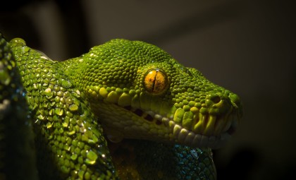 New Jurassic Fossil Reveals Complex Origins of Snake Evolution