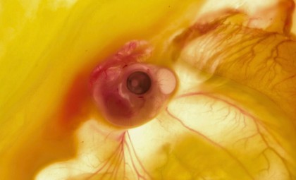 Remarkably Preserved 70-Million-Year-Old Dinosaur Embryo Reveals Pre-Hatching Behavior Similar to Birds