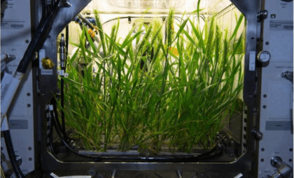 Innovative Strategies to Cultivate Plants on Mars for Sustaining Space Missions