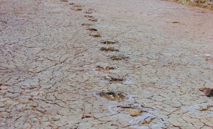 Dinosaur Footprints Found Across the Atlantic Reveal Ancient Migration Routes