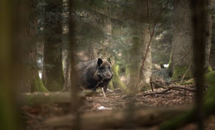 Wild Pigs in California Found With Fluorescent Blue Fat: What’s Behind It?