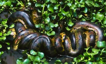 Researchers Reveal Giant New Anaconda Species in Ecuador’s Amazon During Will Smith’s Documentary Shoot