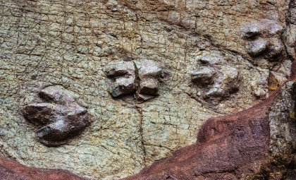 Rare Fossil Footprint Reveals Baby Stegosaur’s Unique Cat-Like Gait
