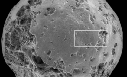 Remarkably Preserved Cambrian Embryos Offer a Window Into Ancient Life 500 Million Years Ago