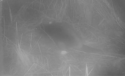 Wild Beaver Spotted in England After 500 Years, Origins Unknown