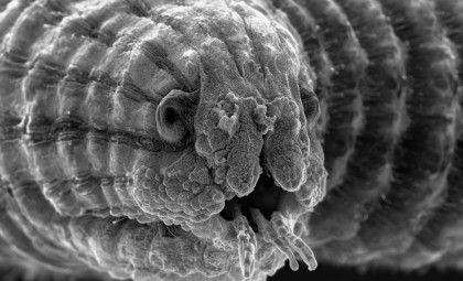 Ancient Worm Resurrected from Siberian Ice After 46,000 Years, Resuming Life Effortlessly