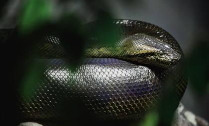 Fossil Evidence Reveals Anacondas Have Maintained Giant Size for Over 12 Million Years