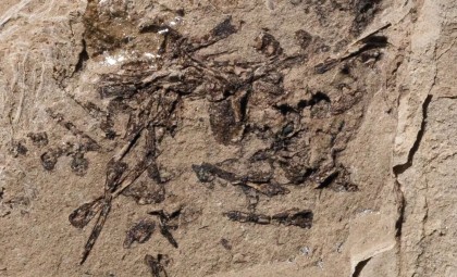 Rare 50-Million-Year-Old Fossilized Regurgitation Sheds Light on Ancient Ecosystems