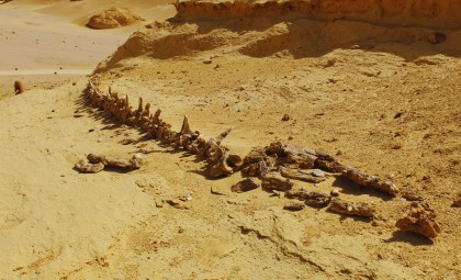 Egypt’s Desert Yields 400 Fossilized Whales Showing Their Land Origins
