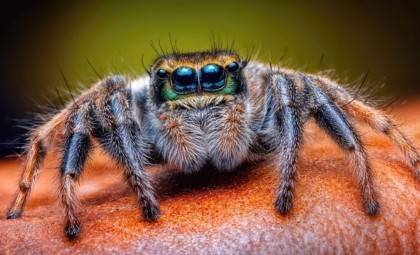 Ancient Fossil Challenges the Terrestrial Origin of Spiders