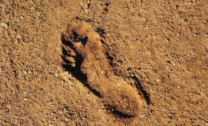 Oldest Human Footprint in the Americas Unearthed in Chilean Wetlands