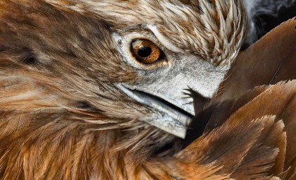 The Return of England’s Largest Bird of Prey: White-Tailed Eagles Soar Again After 240 Years