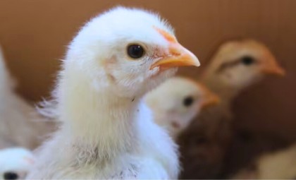 The Surprising Term for Baby Turkeys and What It Reveals About Their Nature