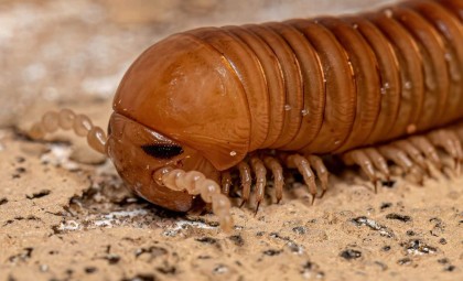 326-Million-Year-Old Fossil Reveals Gigantic Millipede That Roamed Prehistoric Earth