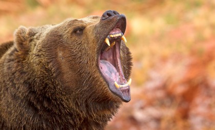 Unveiling Siberia’s Exceptionally Preserved Ancient Brown Bear