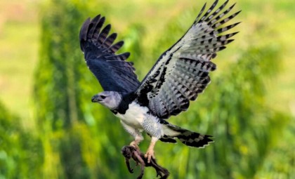 South America’s Majestic Harpy Eagle Returns After Years of Disappearance, Shedding Light on Critical Habitat Decline