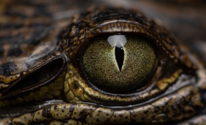 New Species of Black-Eyed Tree Snake Discovered on Papua New Guinea’s Misima Island