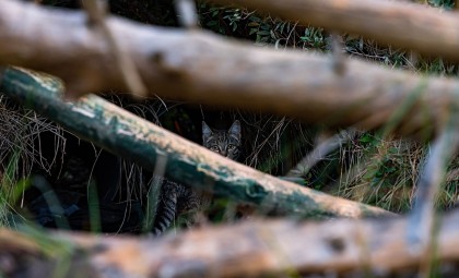 Rare Flat-Headed Cat Rediscovered After Nearly Three Decades in Thailand