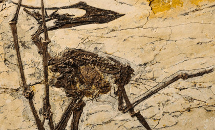 Ancient Flying Reptile Fossil Reveals Plant-Based Diet from Stomach Contents