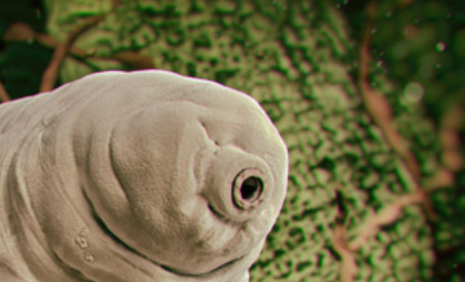 Researchers Reveal the Grinning Face of a 500-Million-Year-Old Sea Creature