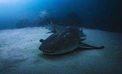 Greenland Shark’s Genome Unlocks Secrets of 400-Year Longevity