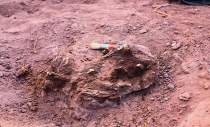 Remarkably Preserved 80-Million-Year-Old Predator Unearthed in Argentina with Unique Skull Structure