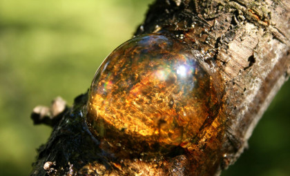 Millennia-Old Fungi Found Sprouting from Insects Trapped in Amber