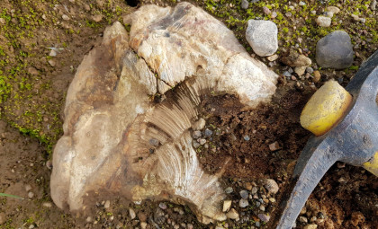 Young Explorer Uncovers 69-Million-Year-Old Dinosaur Remains in Alberta