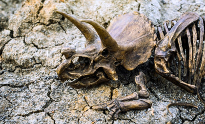 Unveiling Prehistoric Secrets: Dinosaur Fossils Discovered in Transylvania’s Hațeg Basin