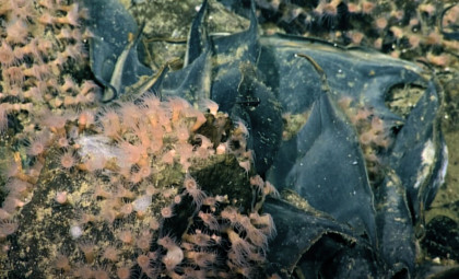 Discovery of Vast Deep-Sea Egg Beds on an Unexpectedly Active Underwater Volcano