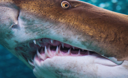Scientists Unlock the Mystery Behind Cookiecutter Shark’s Circular Bite Marks