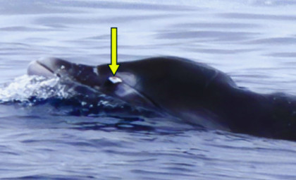 Researchers Capture First Live Images of the Elusive Ginkgo-Toothed Beaked Whale