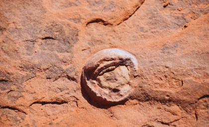 Scientists Discover First Dinosaur Egg Containing Another Egg Inside